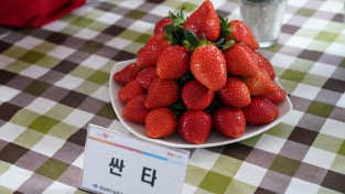 경북농업기술원, 겨울철 각광받는 K-딸기 인기 견인
